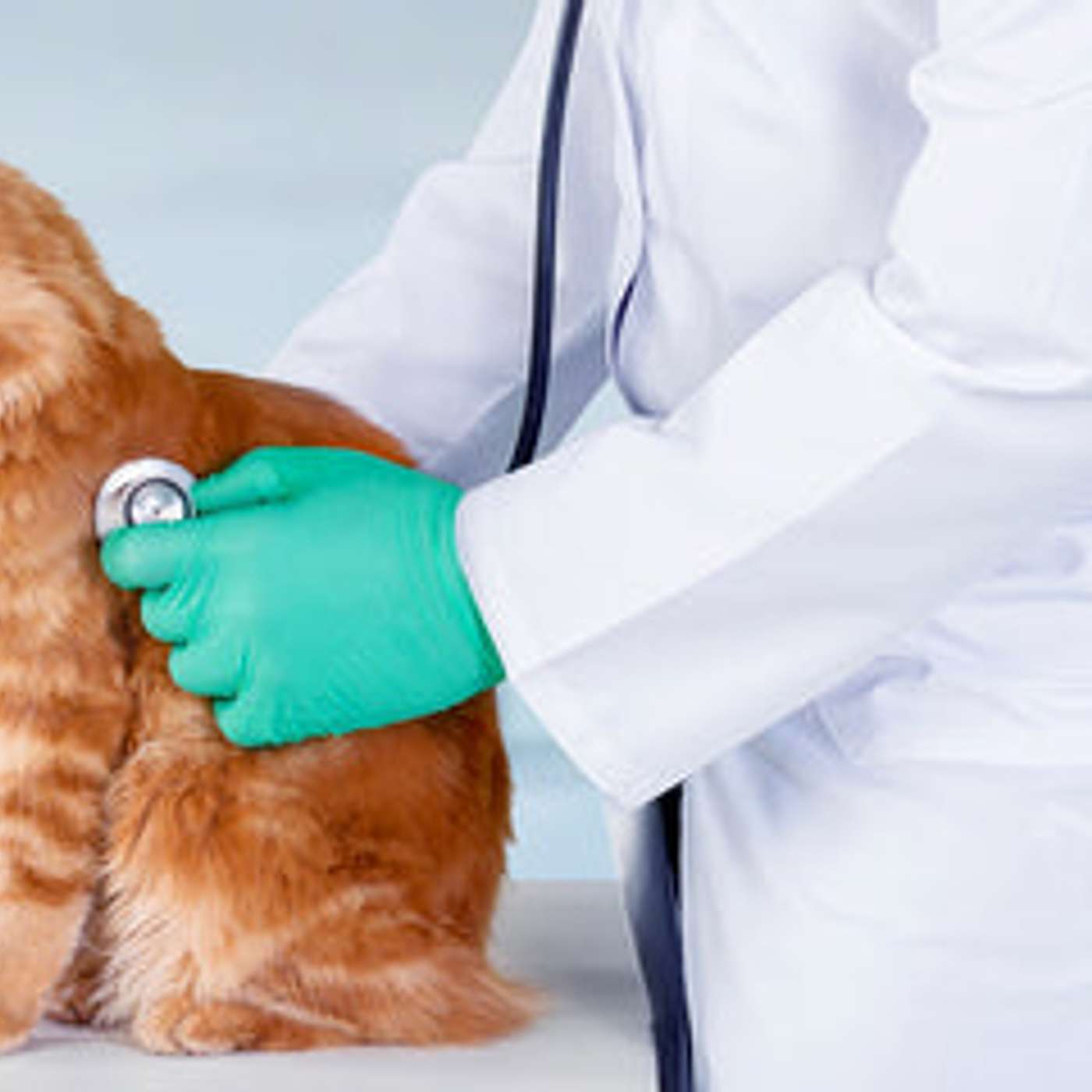 How to Recognize and Care for a Sick Pet