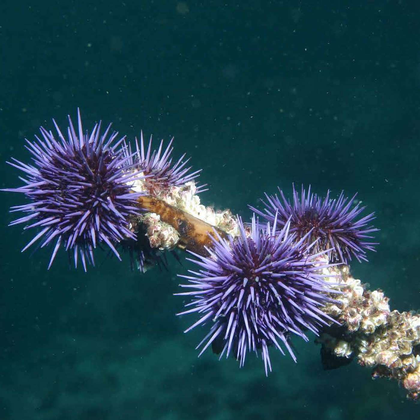 Urchin Uprising: Who Really Destroyed California's Kelp Forests? episode artwork