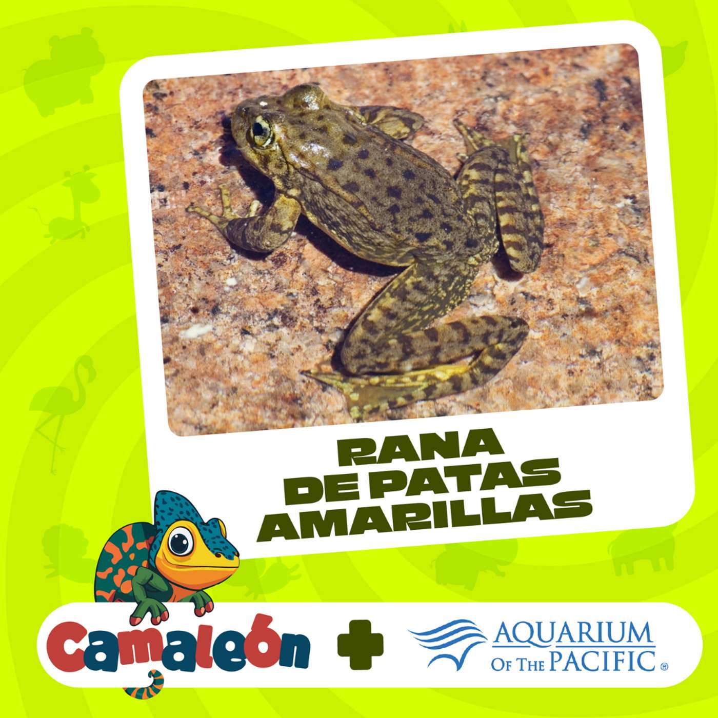 Ranas de Patas Amarillas: Supervivientes de las Sierras episode artwork