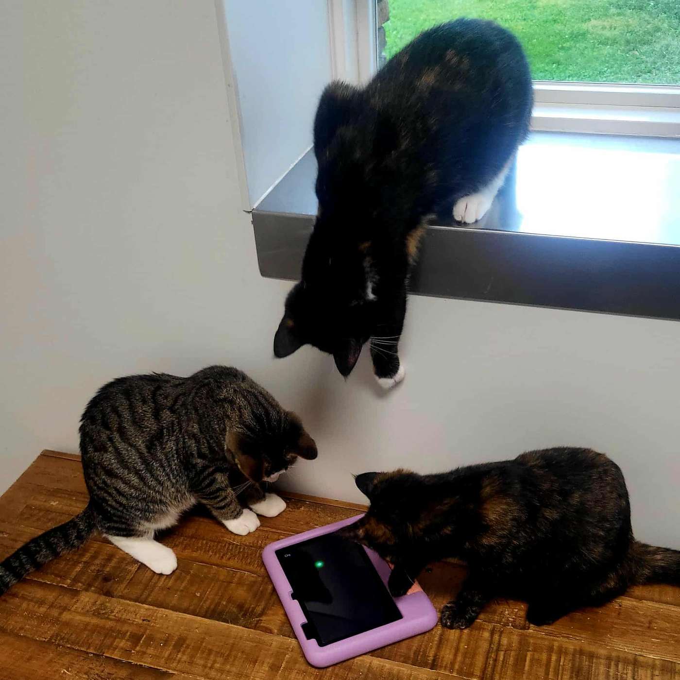 Let's learn about kitten enrichment this week on our POP-PAW-RAZZI. AND meet some amazing little furbabes!