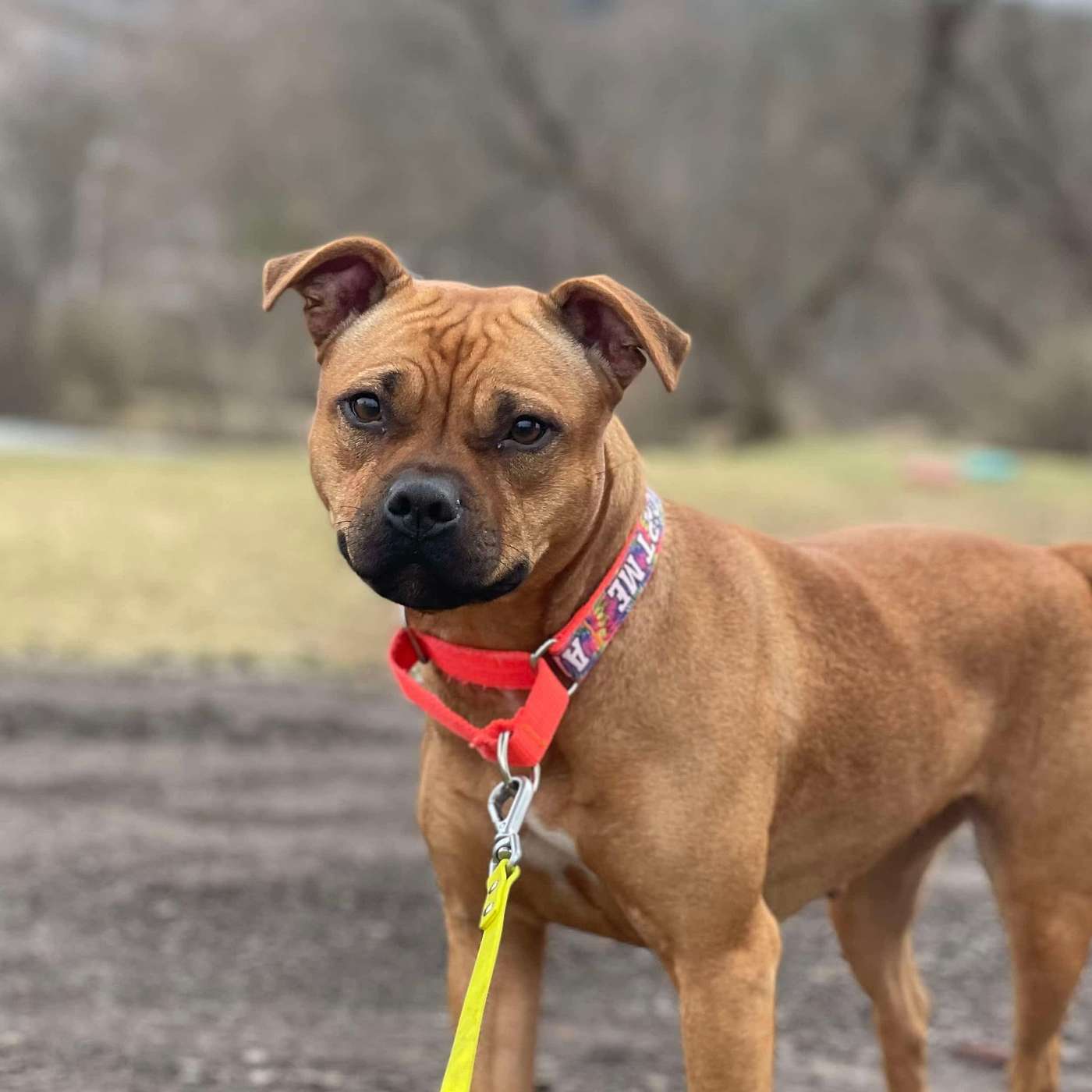 Let's meet Brooklyn...our POP-PAW-RAZZI Superstar of the Week!