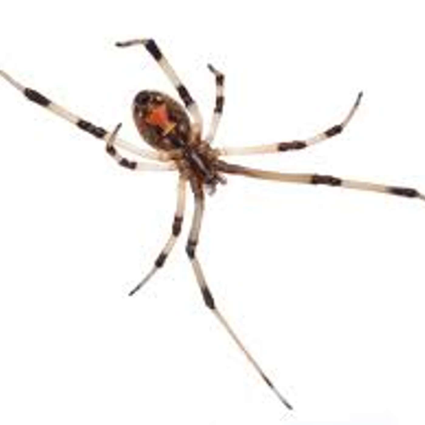 He Ate a Live Poisonous Spider!