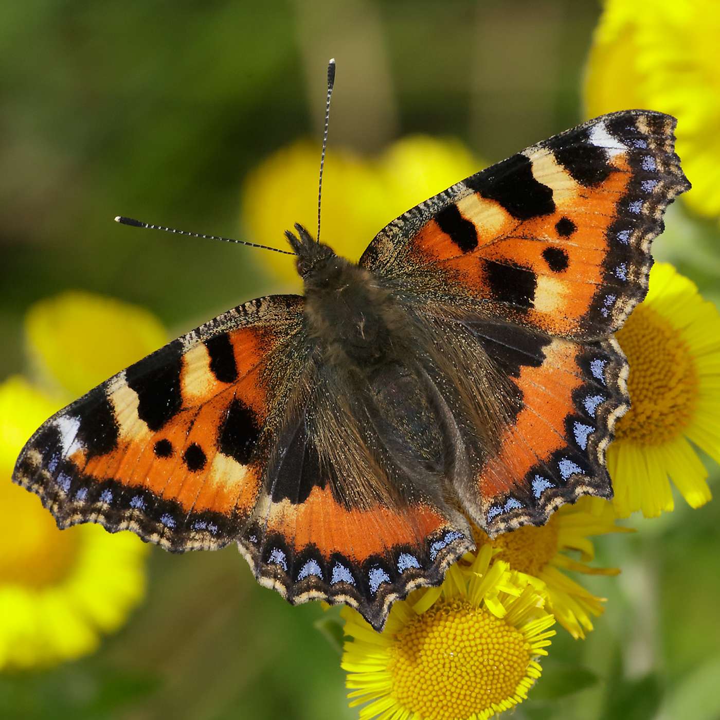 Butterflies, buzzards & flower shows episode artwork