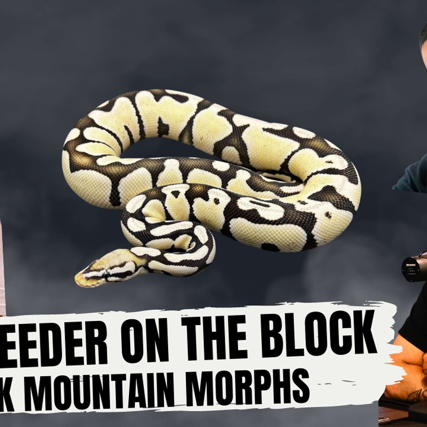 THE BEST BALL PYTHON BREEDER MINDSET TO HAVE | NEW BREEDER ON THE BLOCK LIVE