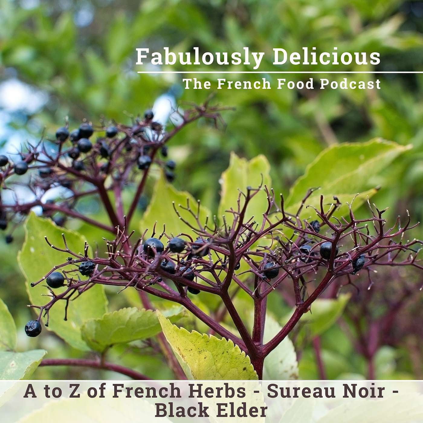 Revisit A to Z of French Herbs - Black Elder - Sureau Noir