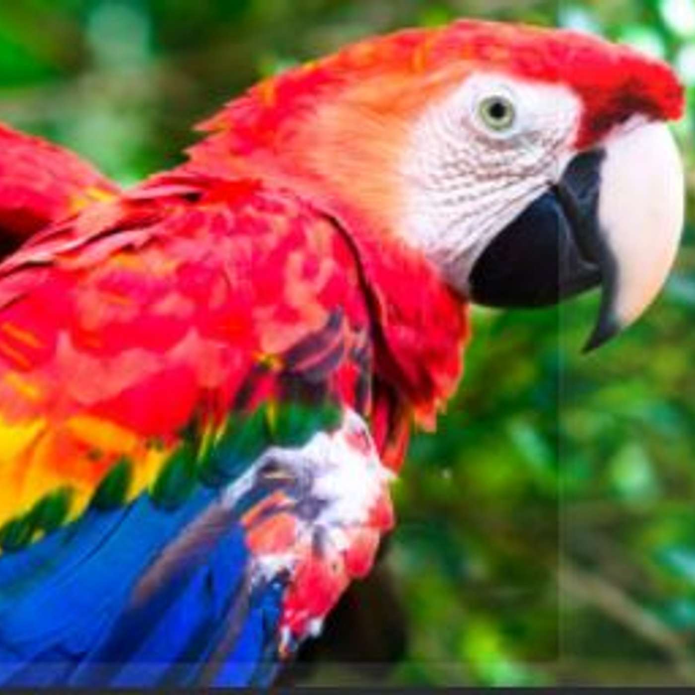 Pronunciation Tips - Saving the Amazon - Electric Cars - Netflix's 'The Social Dilemma' 🦜 B2 English Listening