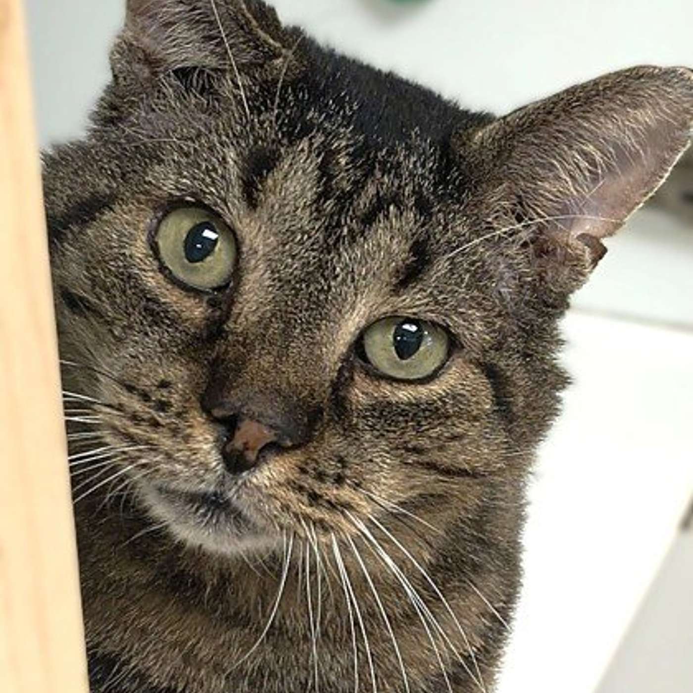 Let's meet O'Doyle...our POP-PAW-RAZZI Superstar of the Week!