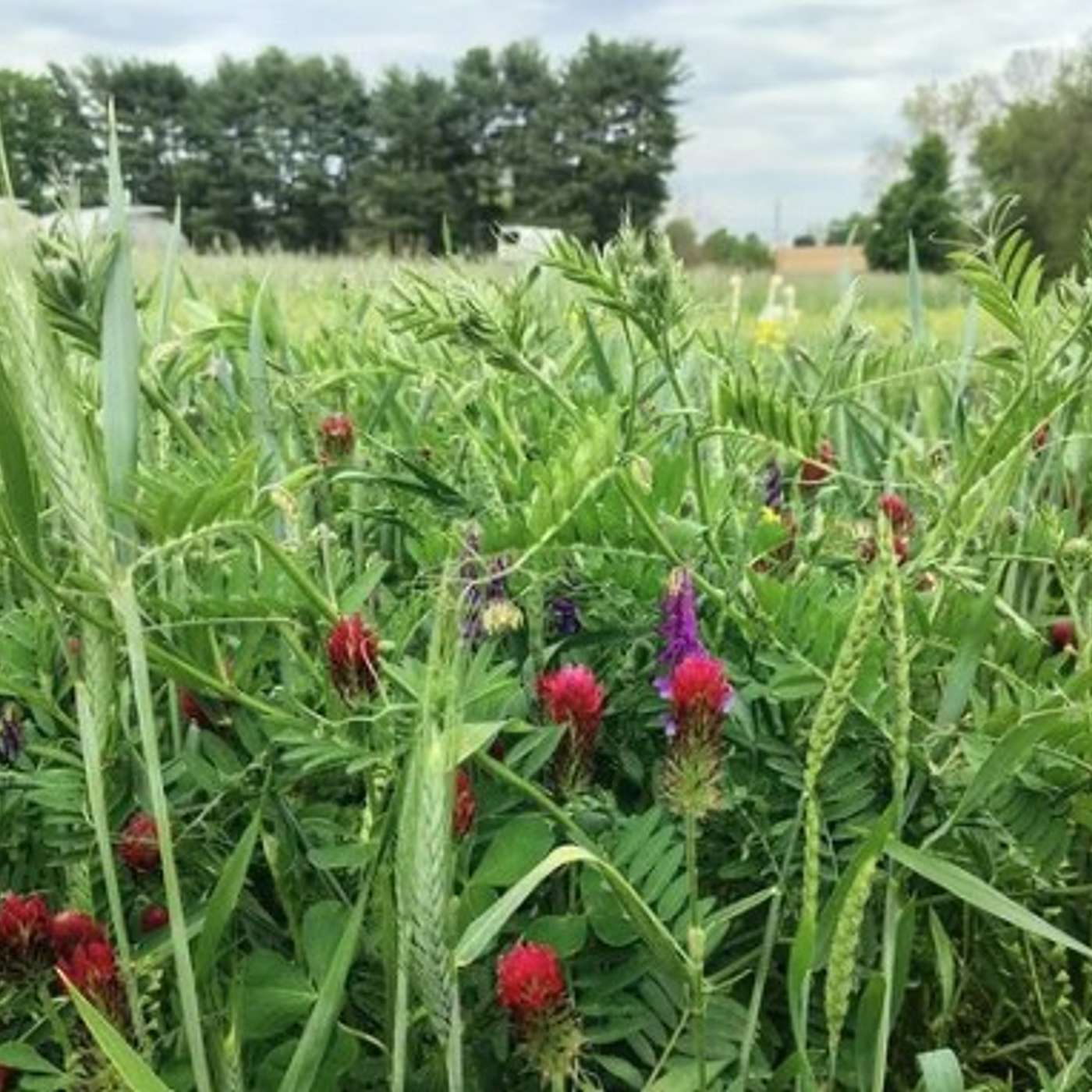 S4E25: Statewide Crop Conditions and Cover Crops after Small Grains episode artwork