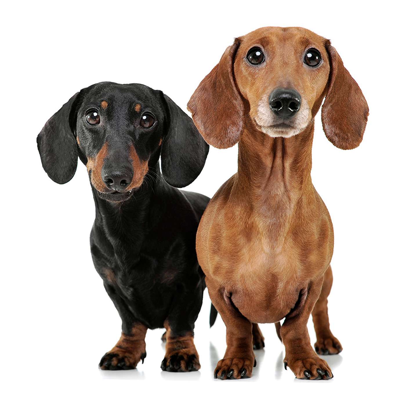 I Bet You Can’t Guess Which Dogs are the Most Aggressive