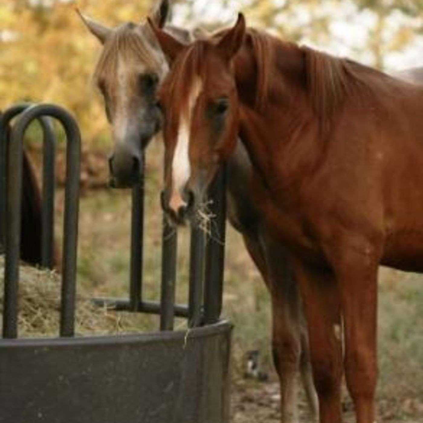 My Horse University
