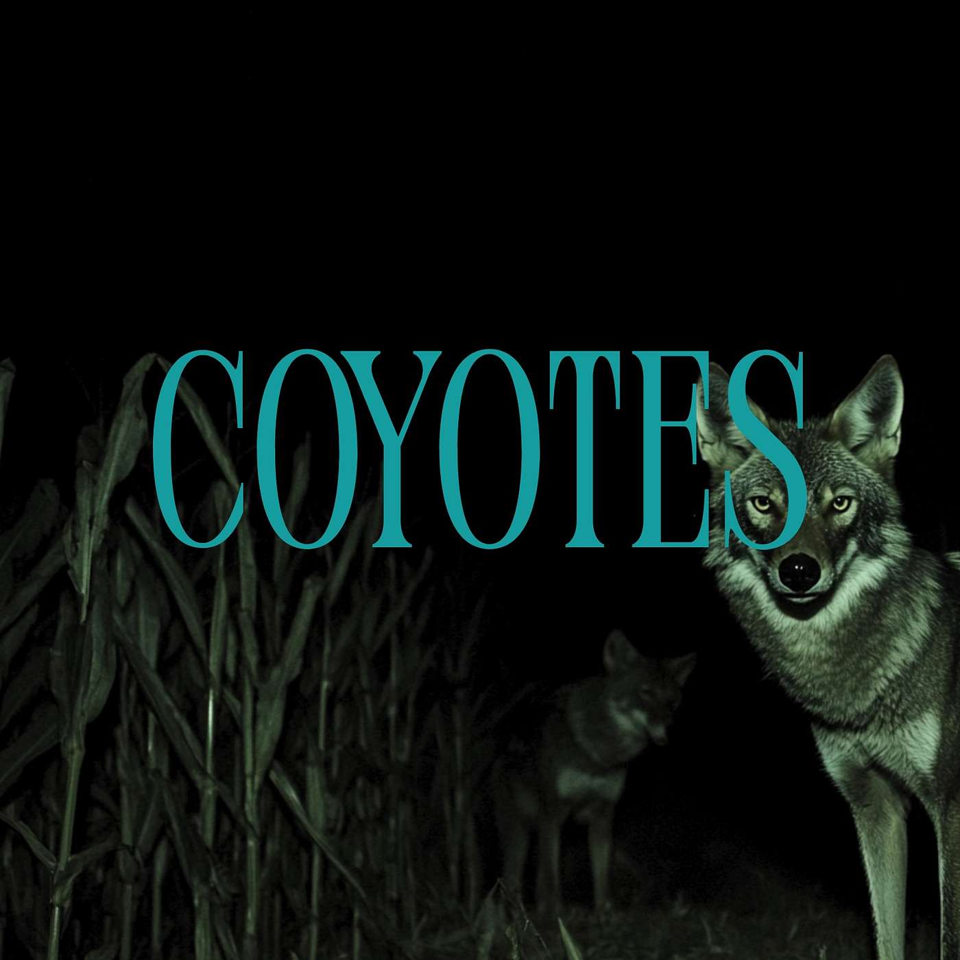 The Coyotes