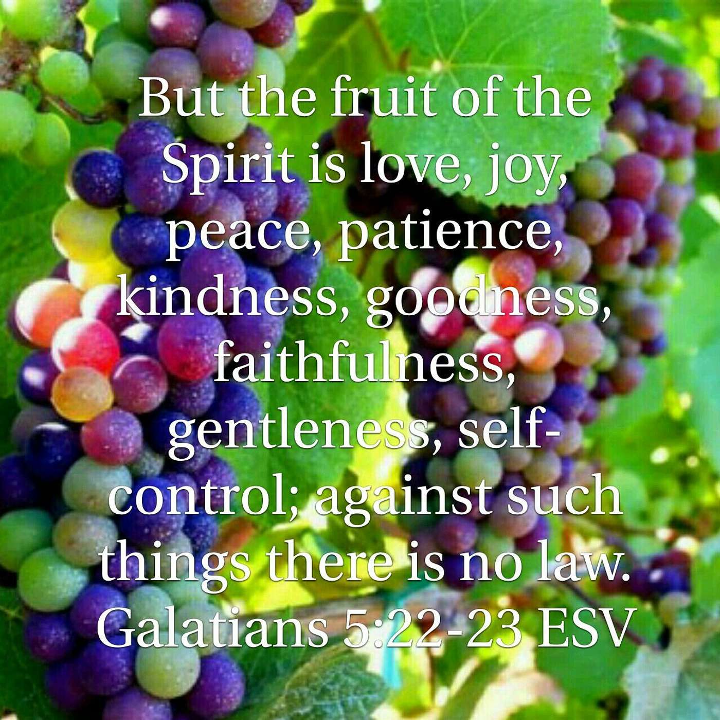 Breathe Scripture Meditations: Galatians 5 -  Freedom in Christ and Life By the Spirit