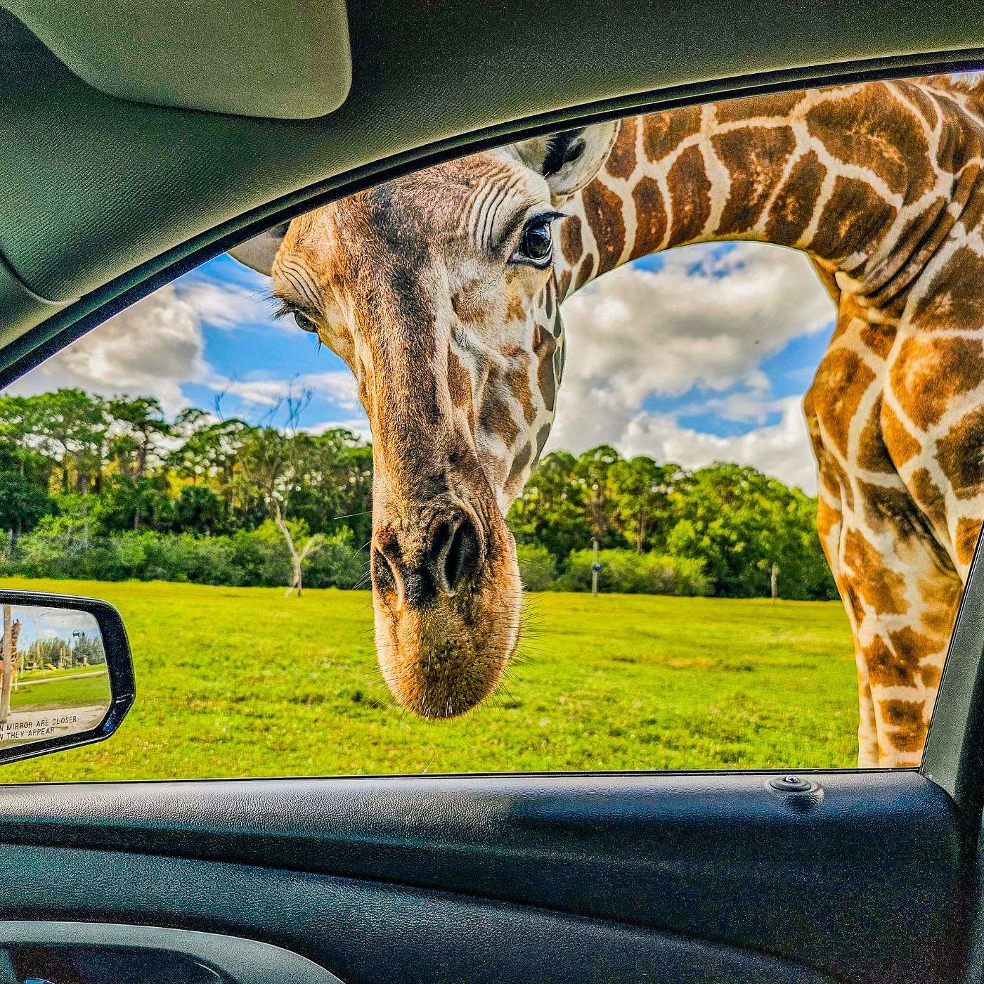 11. Hwange (Giraffes) episode artwork