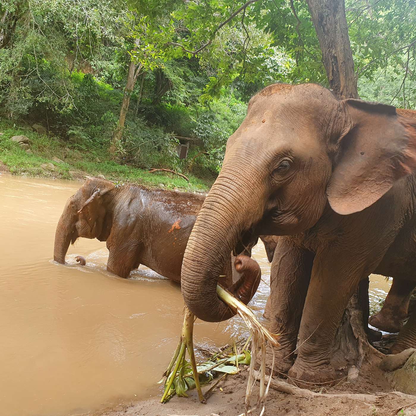 Thailand 2: Chiang Mai: From the Old City Walls to Ethical Elephant Encounters