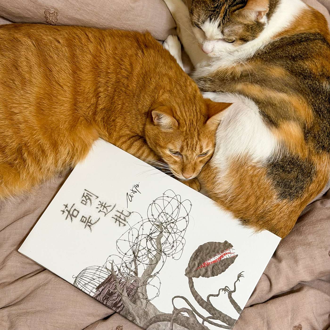 【書中自有黃金鮑EP118】若是能送信，我想送上我的懺悔：玉米辰，《若是咧送批》