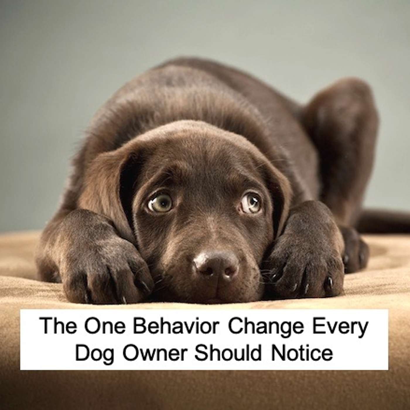 The One Behavior Change Every Dog Owner Should Notice