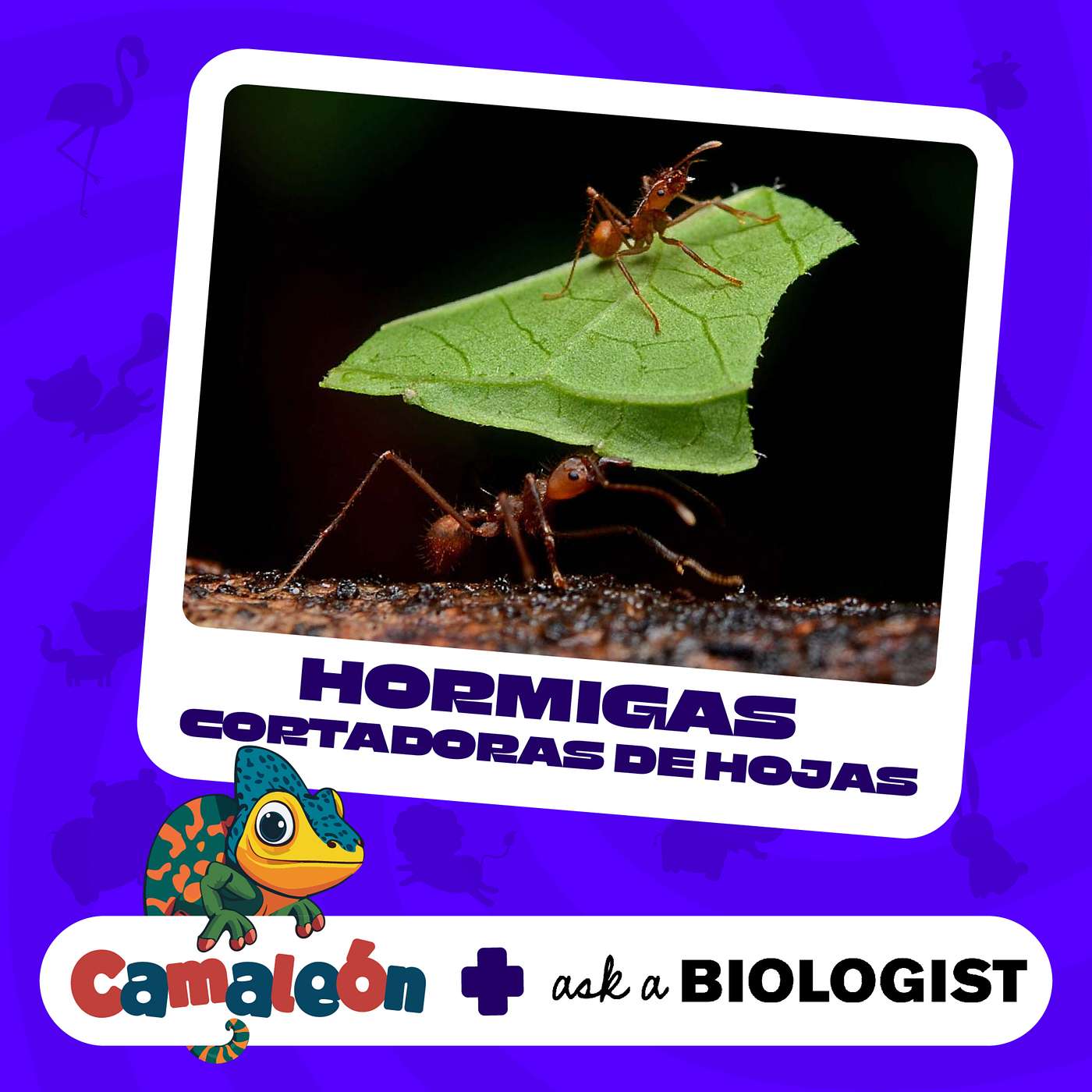 Hormigas Cortadoras de Hojas: Acromyrmex episode artwork