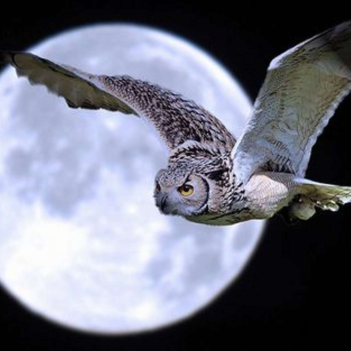 Episode #189 Readings & Rifffs #119 This Sky episode artwork
