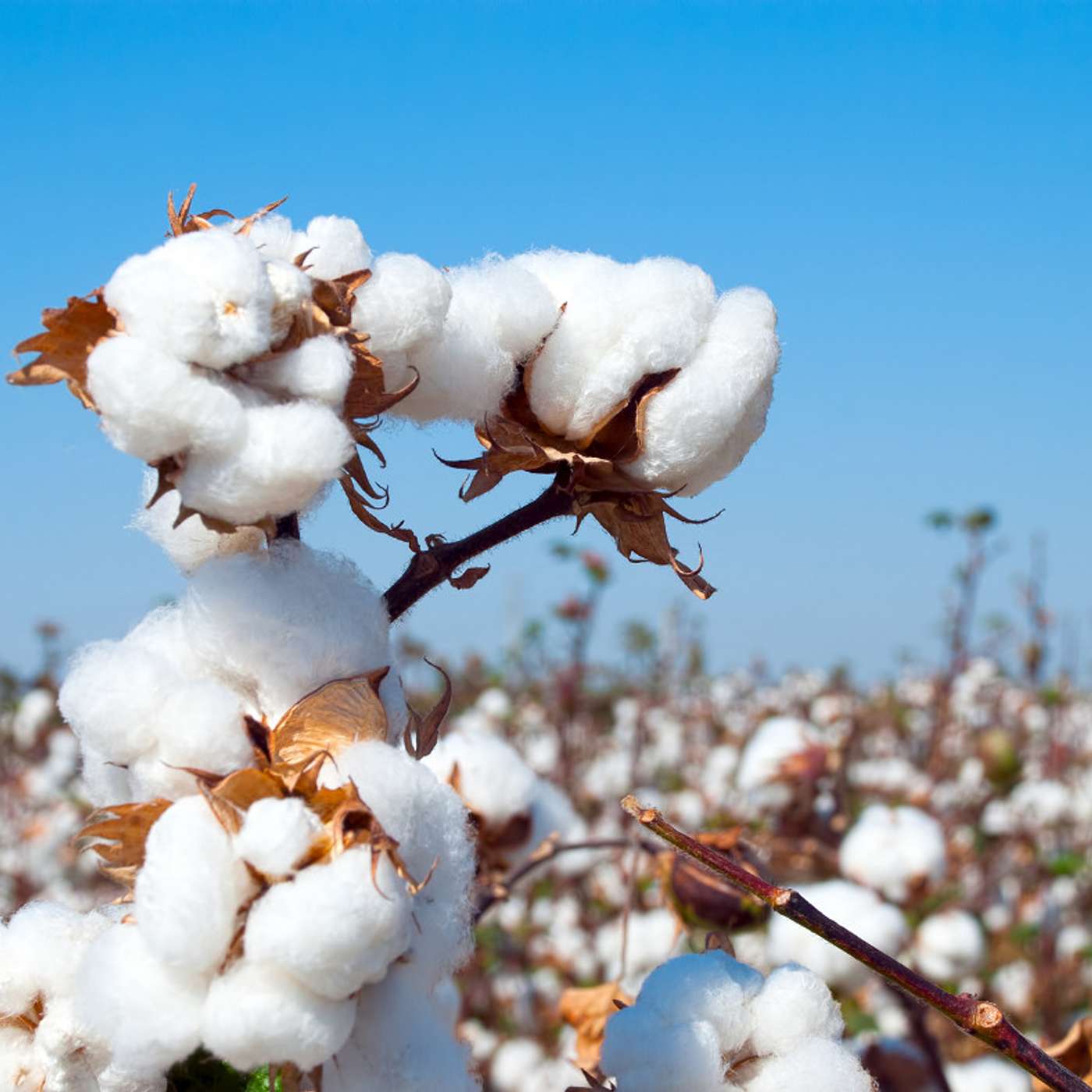 With a 450,000 ha cotton crop predicted, getting the weed control right matters