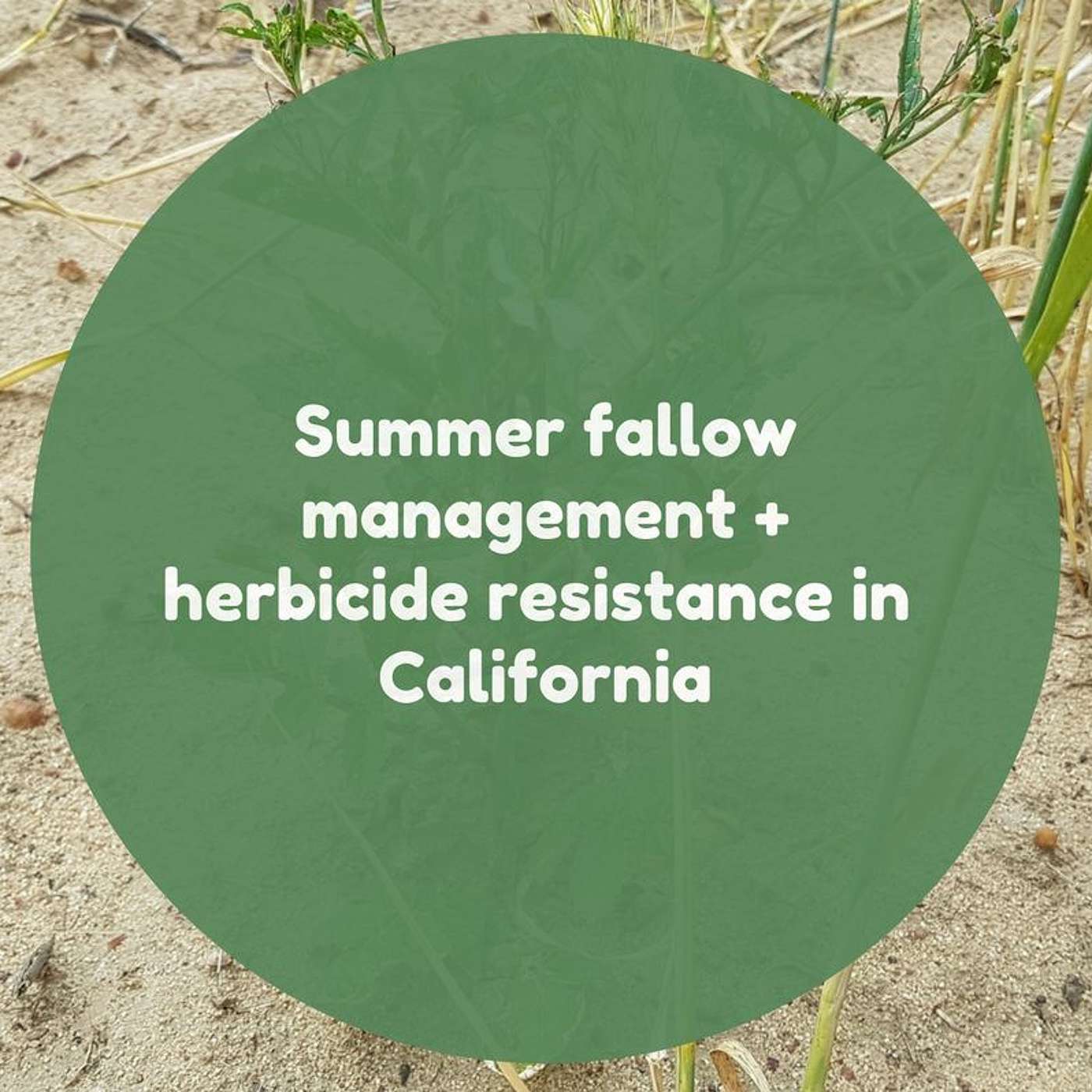 Summer fallow management and herbicide resistance in California
