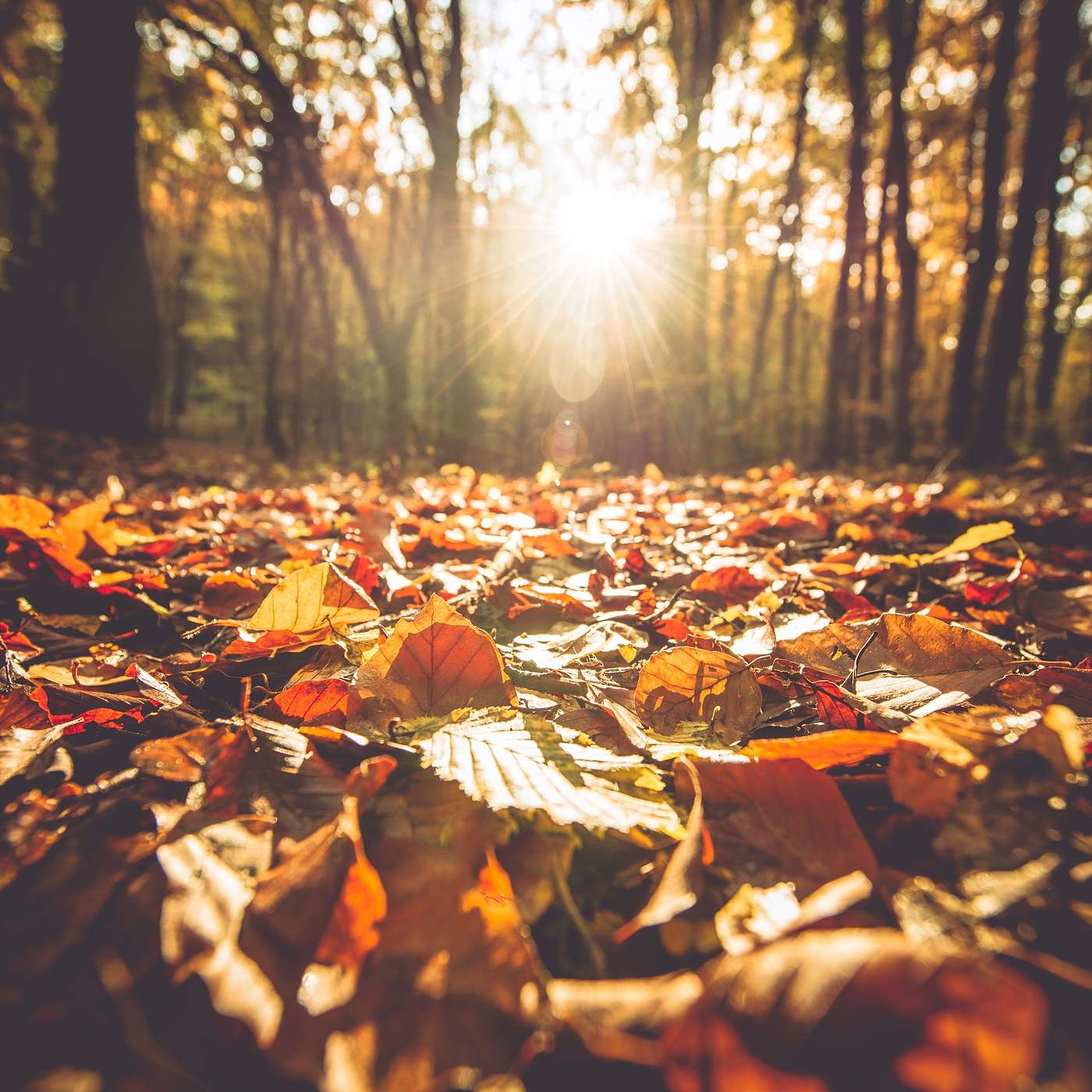 Anchor with the Earth & NEW MOON Transit {Sit+Listen+Receive+Give+Release...Cycling 21-22-23}