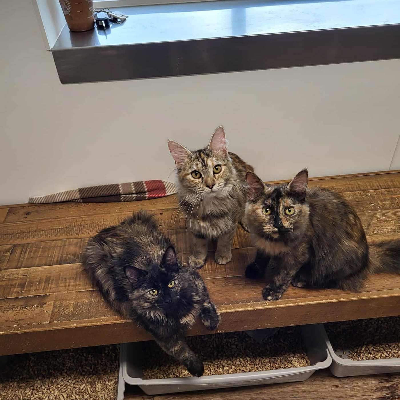 Kittens, a big craft show and Santa Claus! (Or is it Santa Paws?)