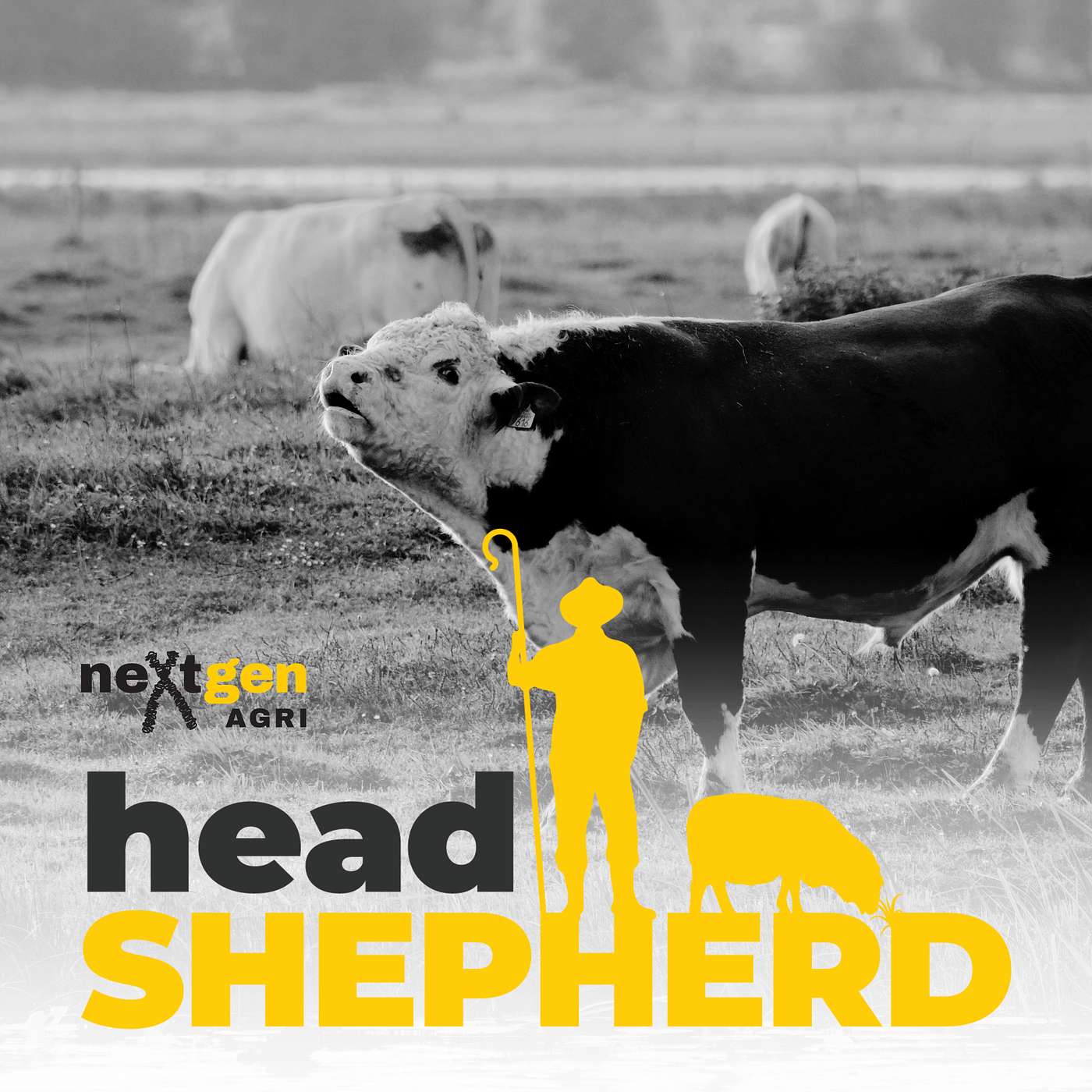 Key tips for improving the reproductive performance of your beef herd with Dr Shane Thomson Key tips for improving the reproductive performance of your beef herd with Dr Shane Thomson