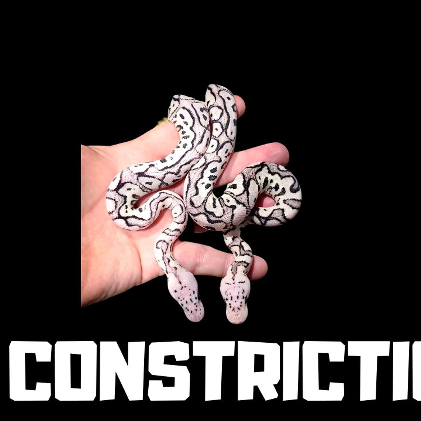 #121 JOHN DAGUE OF JD CONSTRICTION | SK AXANTHIC CLOWNS | BALL PYTHON BREEDER | TRAP TALK