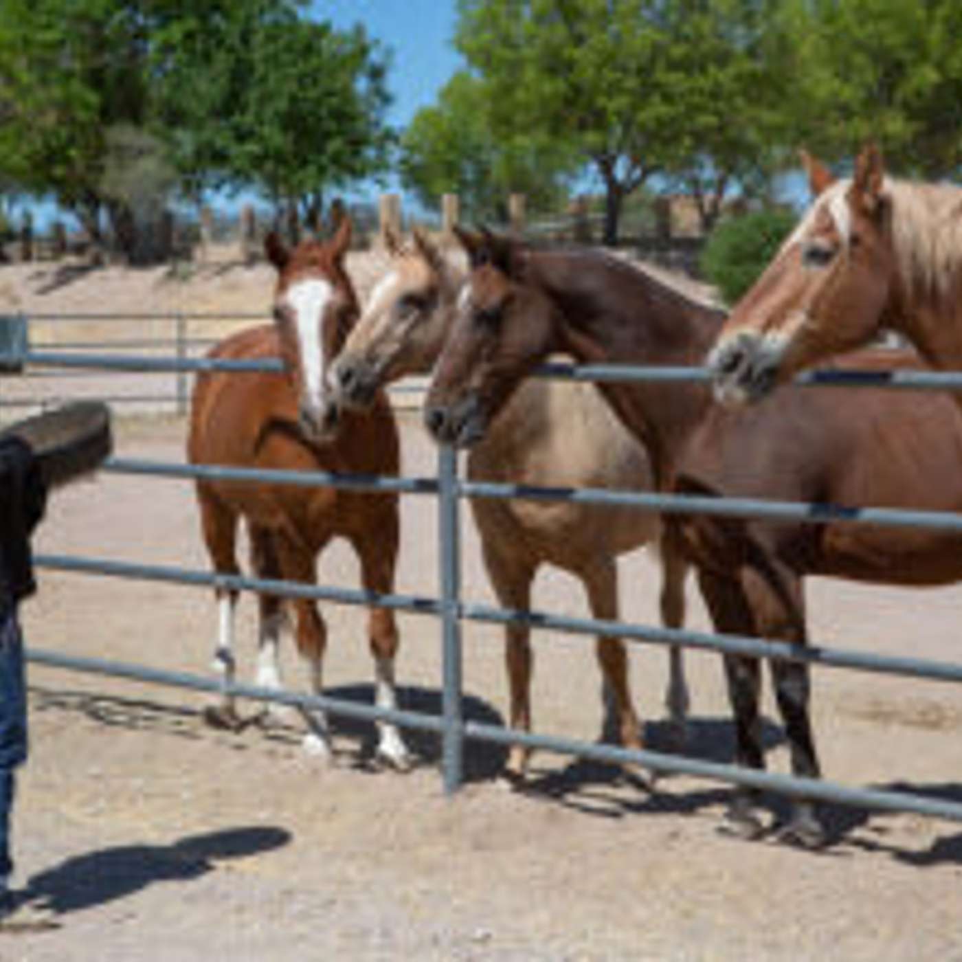 Horses Help Patients Heal at The Meadows