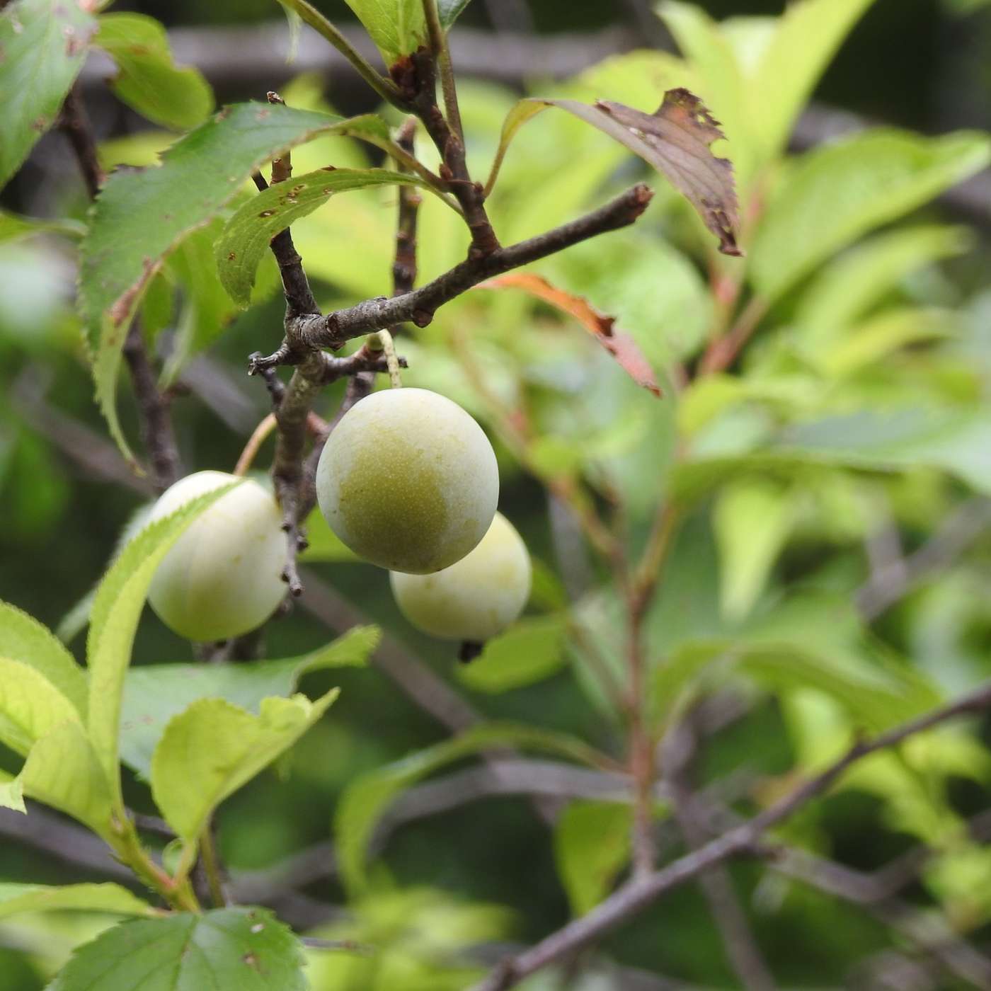 THE PLUM TREE