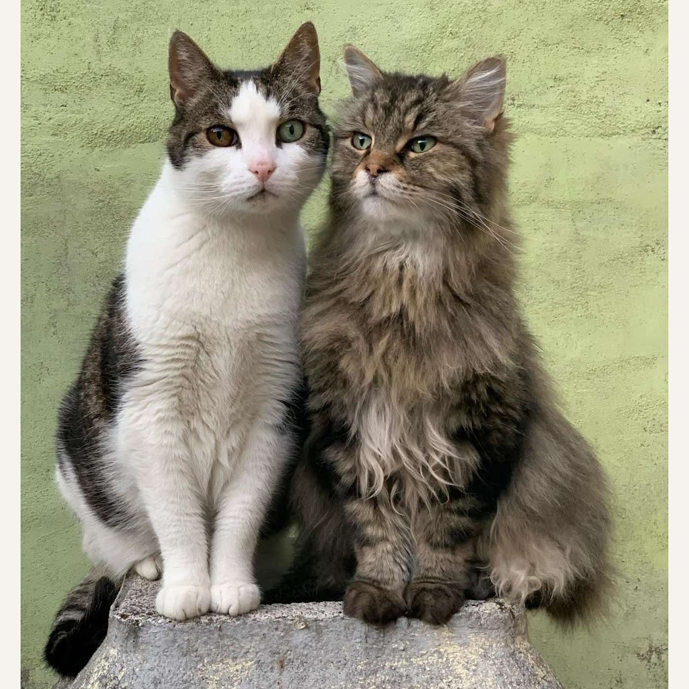 Furriends For Life