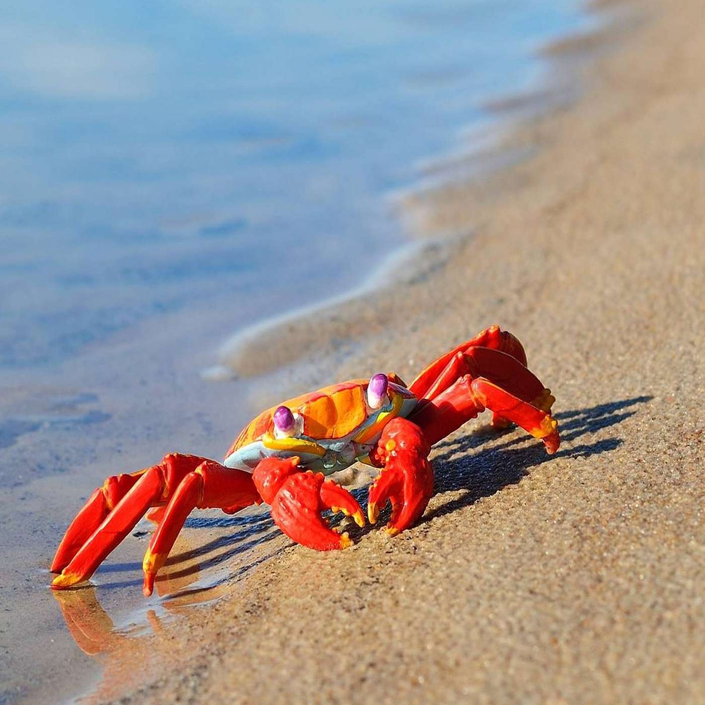 Cancer, the crab episode artwork