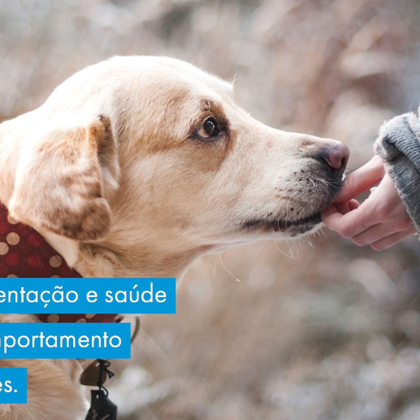 Como a alimentação e saúde afetam o comportamento geral dos cães. episode artwork