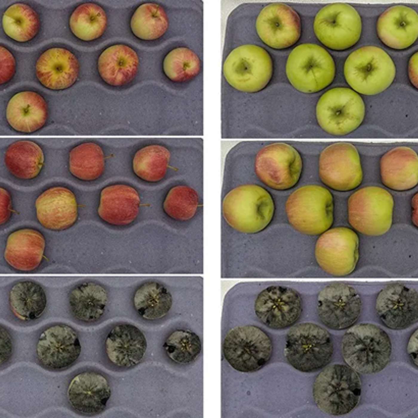 Season 7, Episode 13 - Picking Gala and Honeycrisp episode artwork