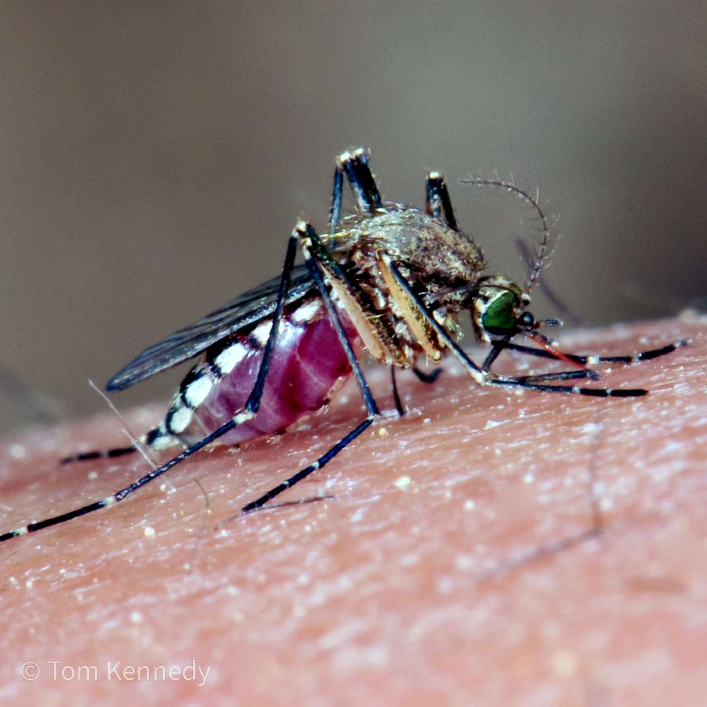 16. Should we intentionally cause the extinction of mosquitoes?