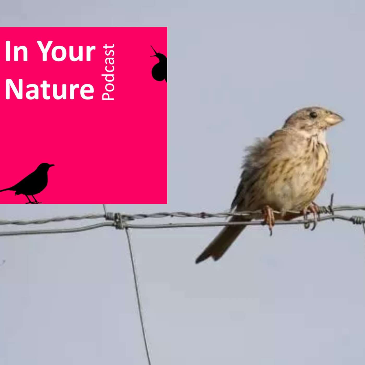 In Your Nature Ep 16 - Species Extinctions