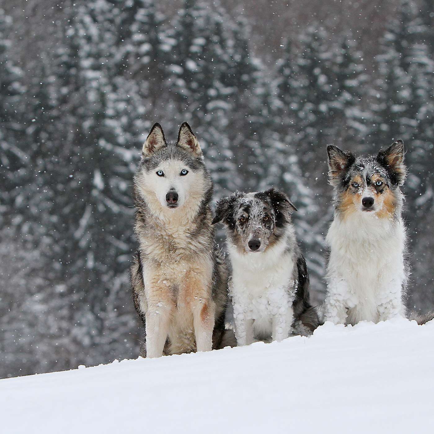 Winter Nights - Dog's Rule