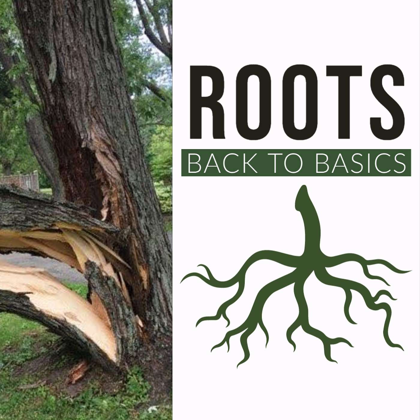 Roots: Back to Basics
