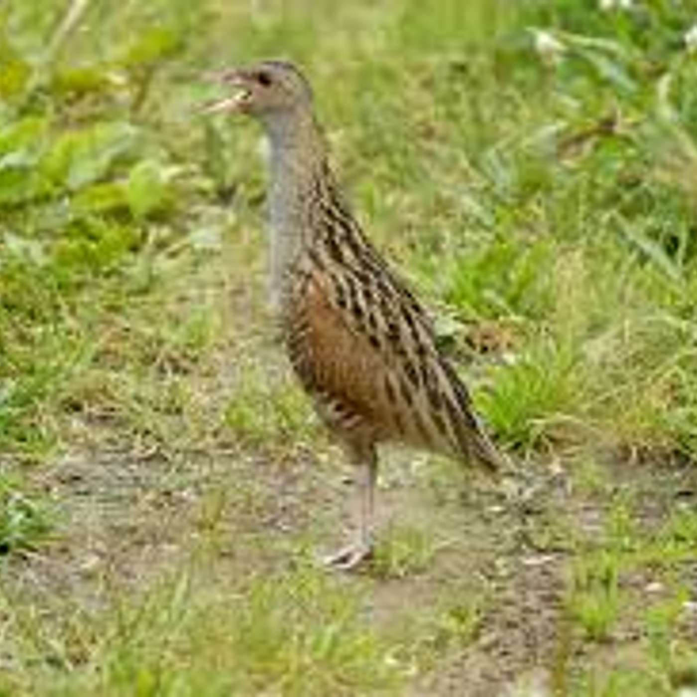 Amici per il pelo, il mondo degli animali visto e raccontato da una veterinaria