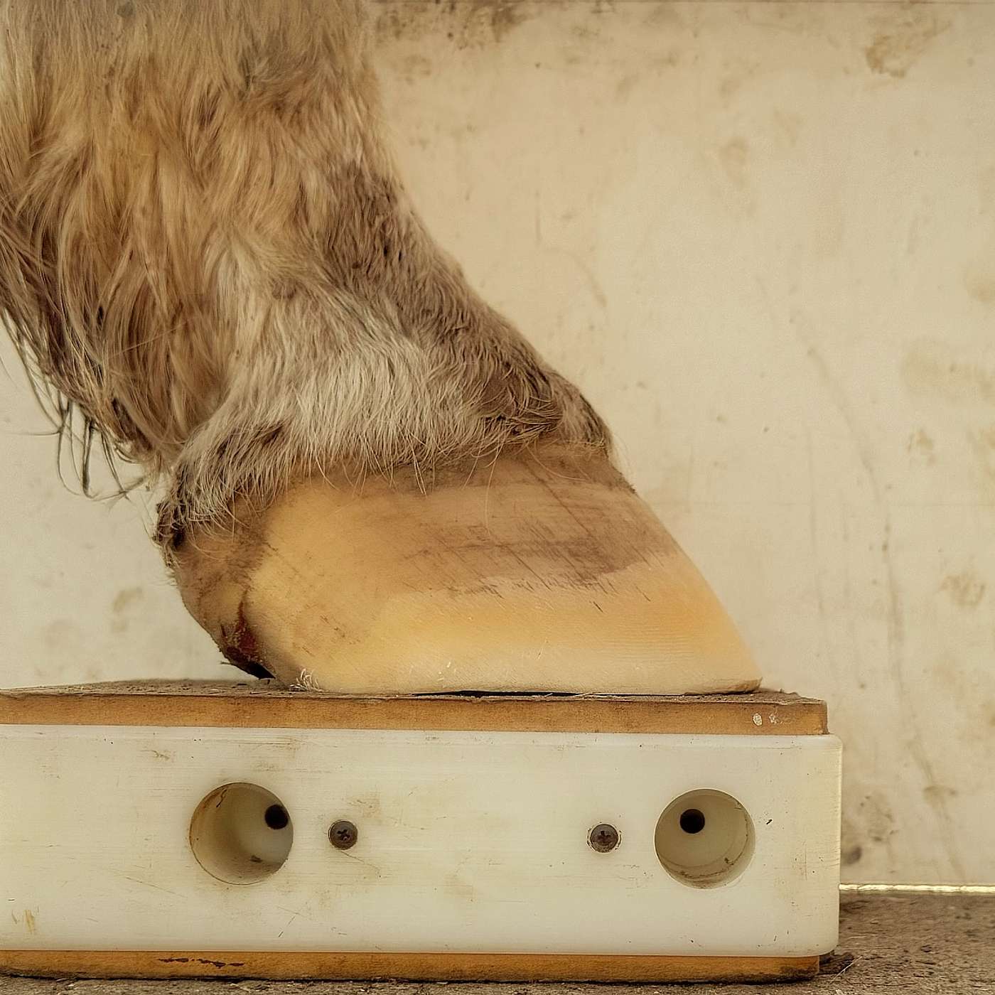 Episode 6 - The role of macrominerals in hoof health