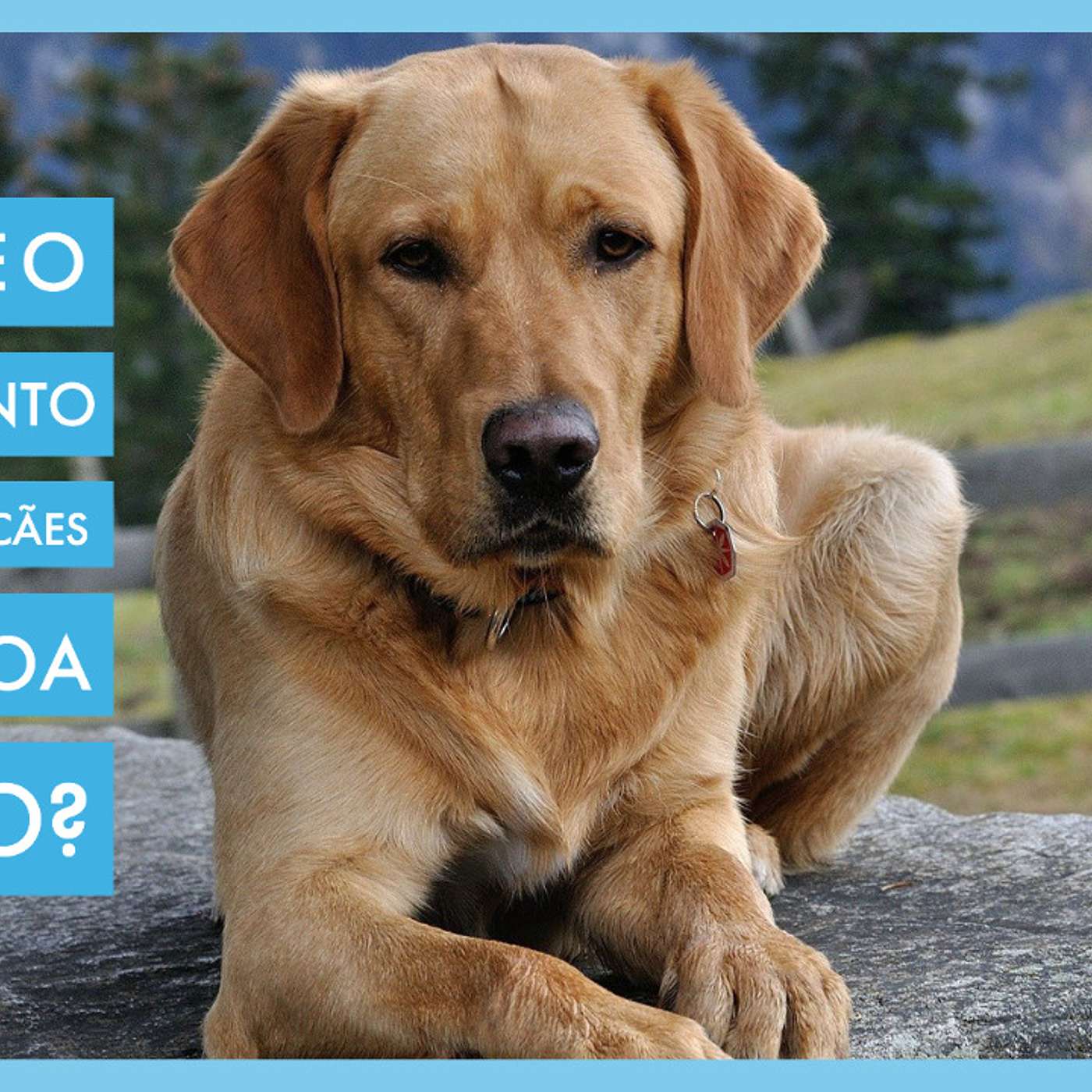 Porque o treinamento intensivo de cães é uma boa opção? episode artwork