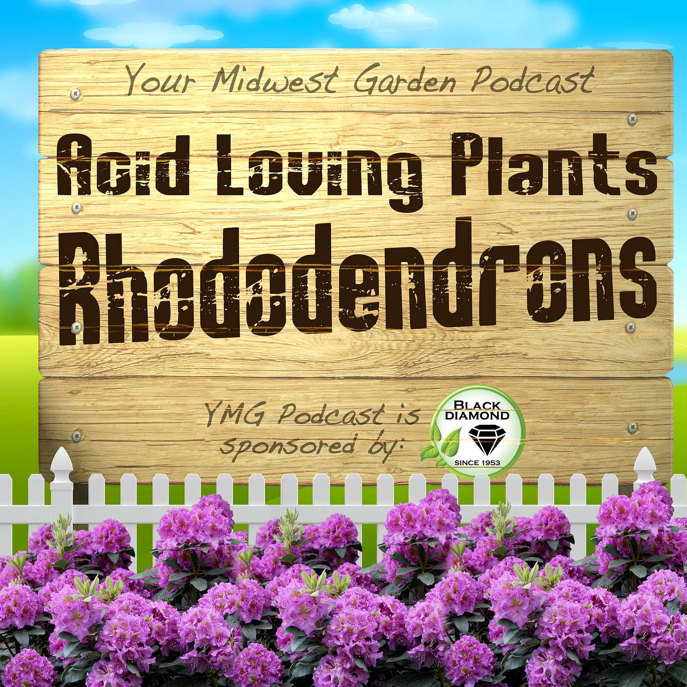 Rhododendrons-An Acid Loving Plant