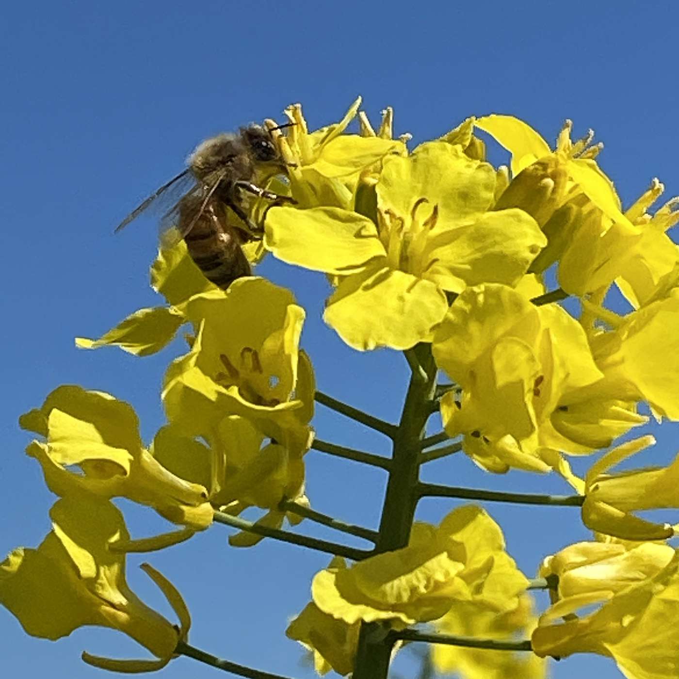 Should we be spraying canola in lower yielding areas with fungicides? episode artwork