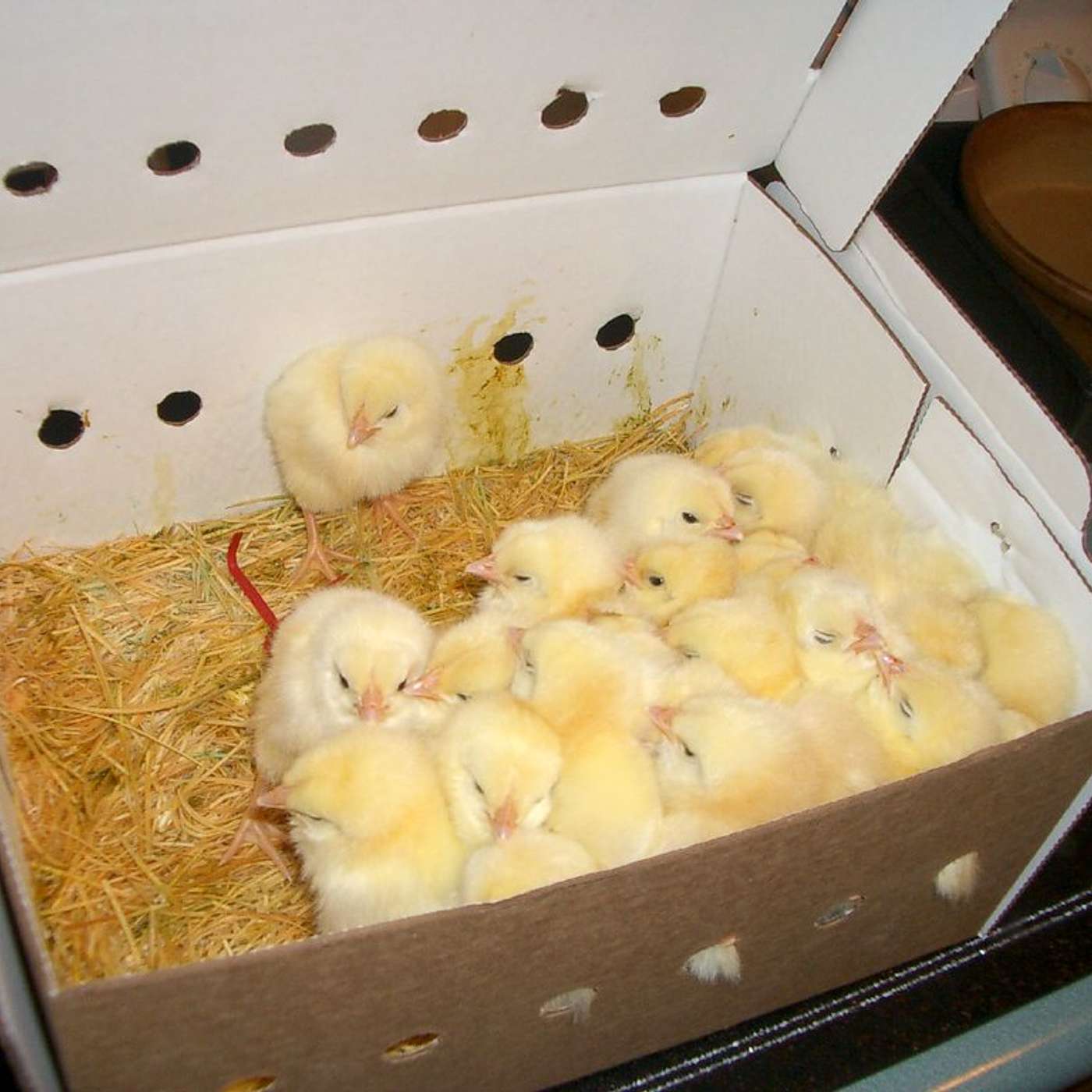 Santé, Science et Développement