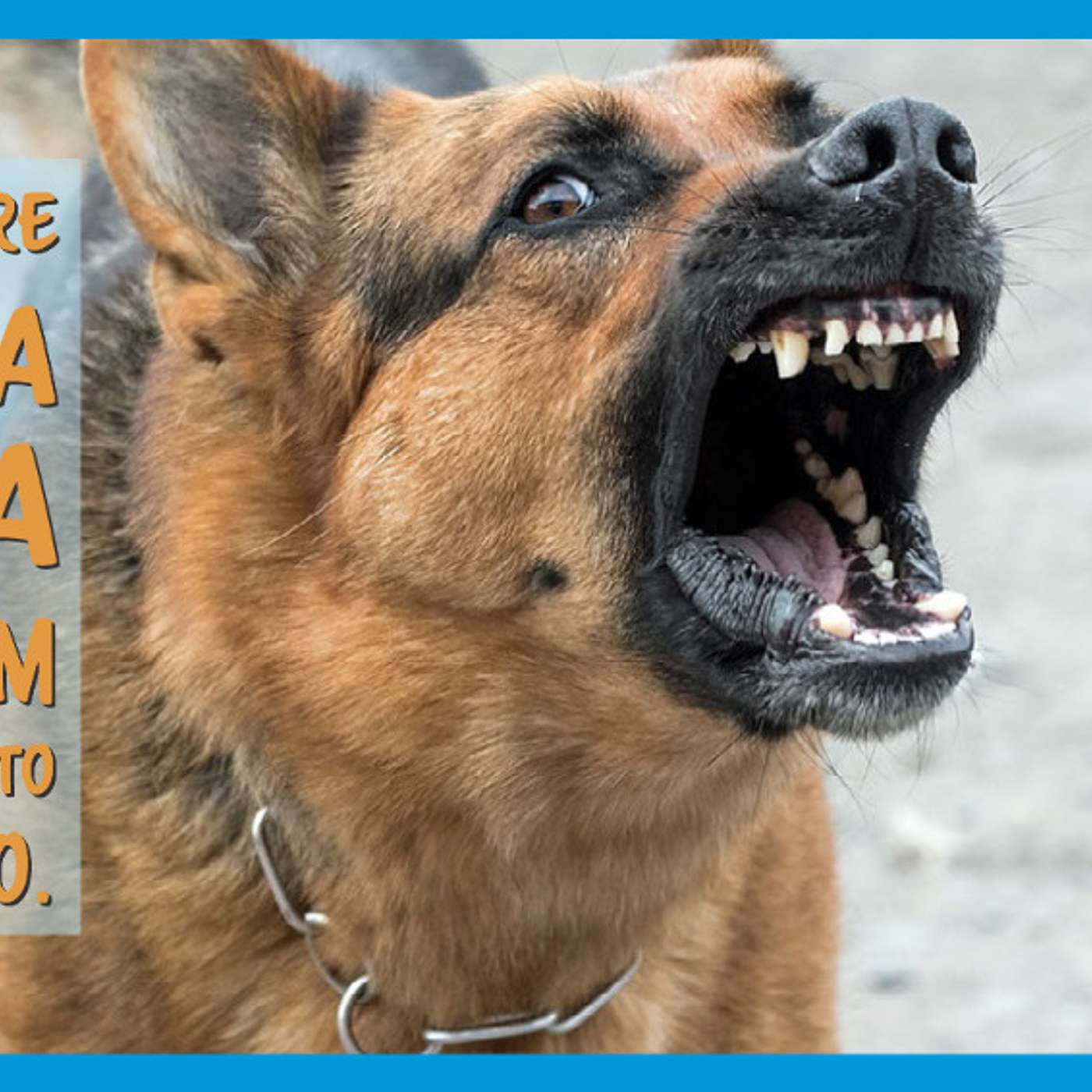 Brigas entre cães da mesma casa: uma explicação detalhada. episode artwork