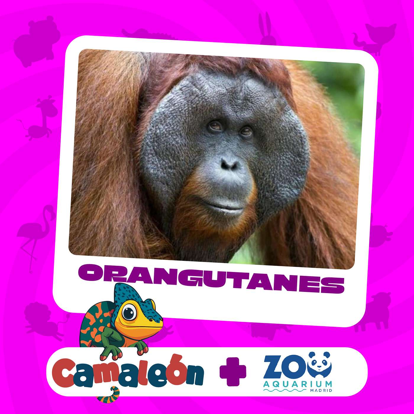 Orangutanes: Inteligencia en las Alturas episode artwork