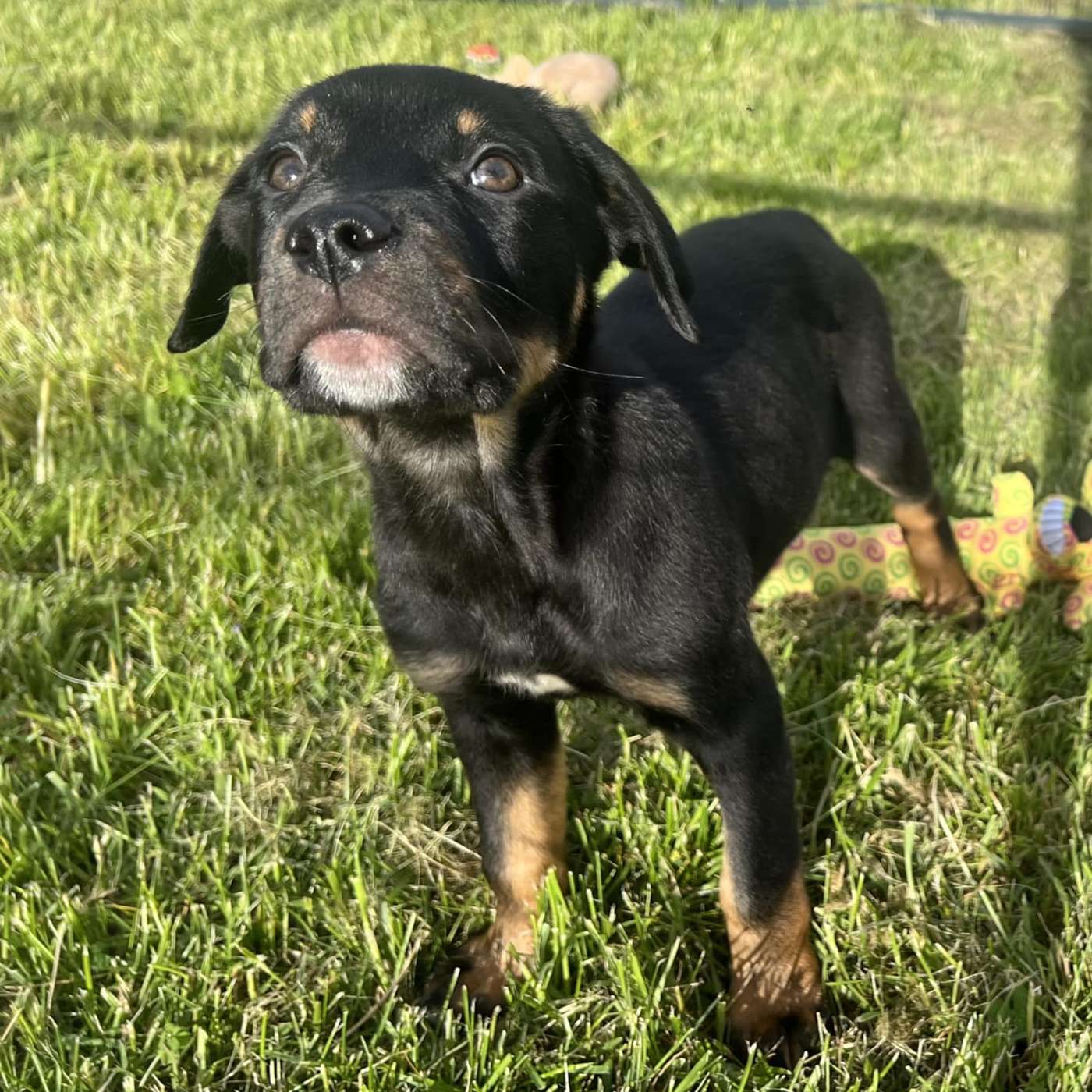 Looking for the PERFECT puppy? The SPCA Serving Allegany County has her!