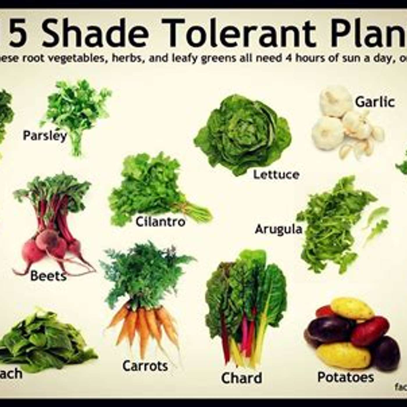 Shade veggies episode artwork