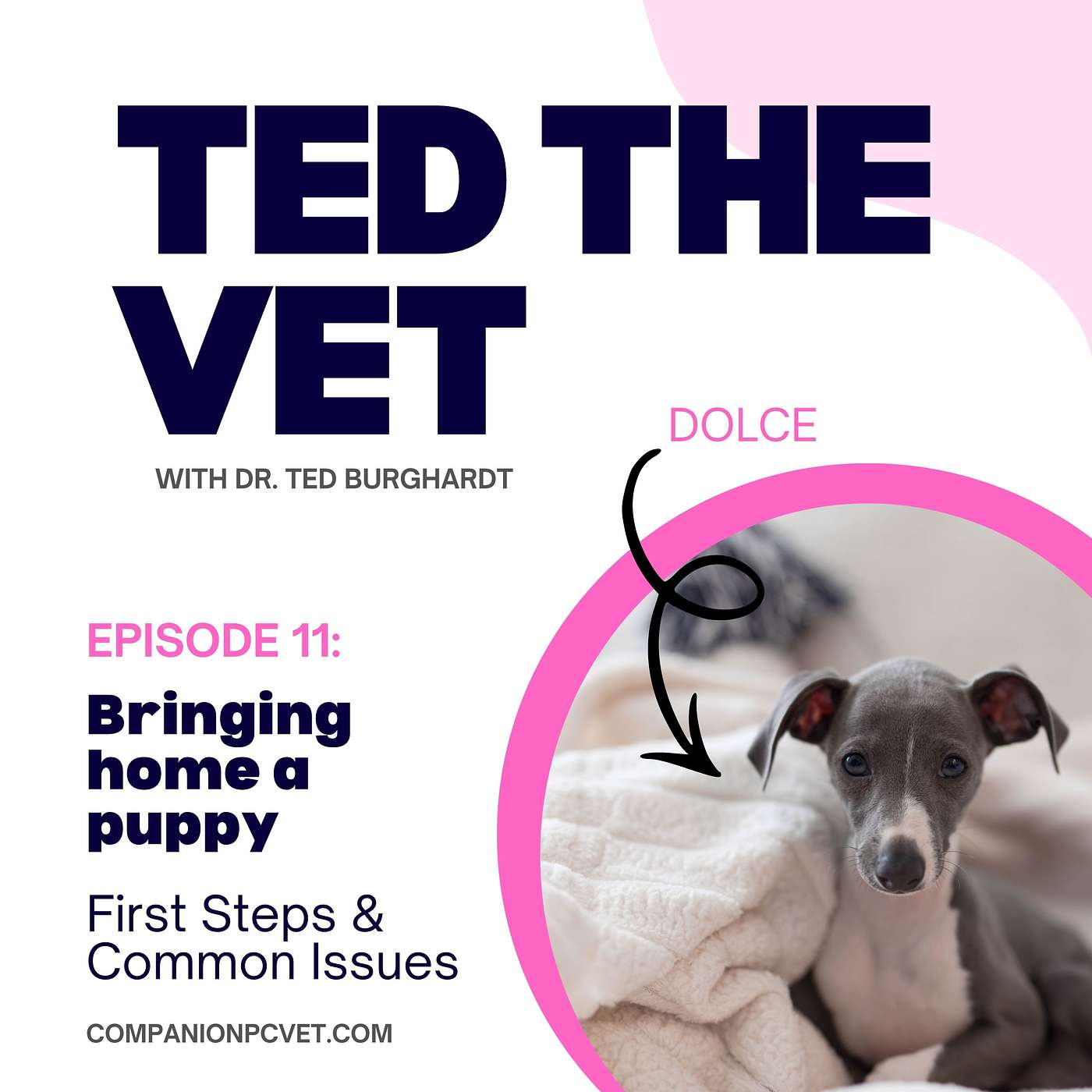 Episode 11: Bringing Home a Puppy - First Steps & Common Issues