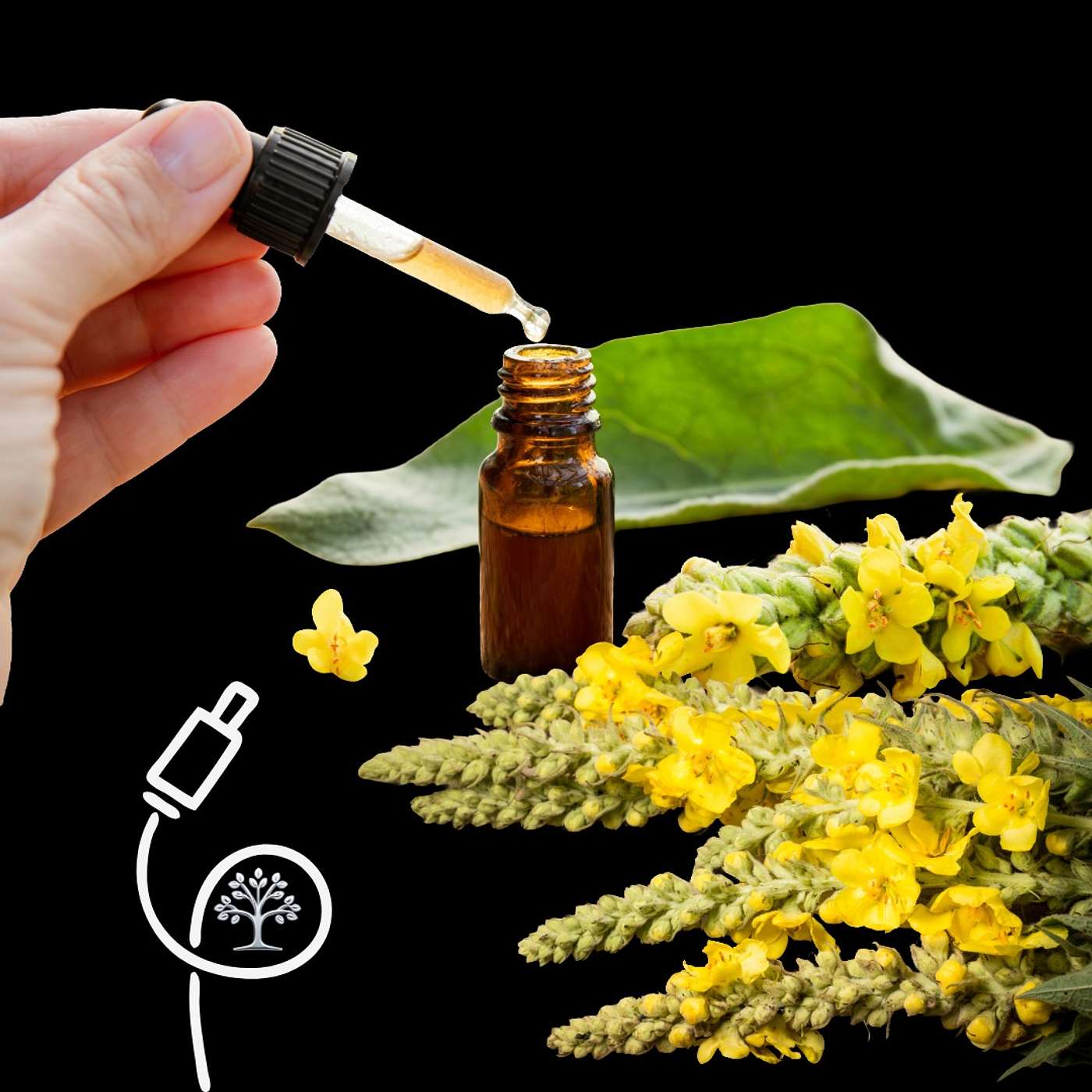 Mullein Leaf: Soothing, Not Restorative